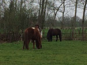 Mastermind-paardenspiegel